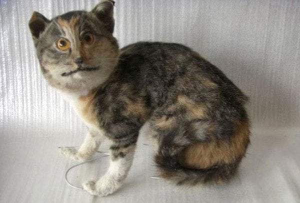 badly stuffed cat